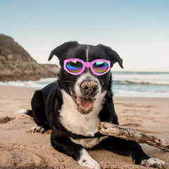 Accessories Dog Sport Dog Sunglasses Small Dog Polarized Sunglasses Wind Proof Pet Goggles Dog Wheelchair Accessories (Pink, 9.5x19cm)
